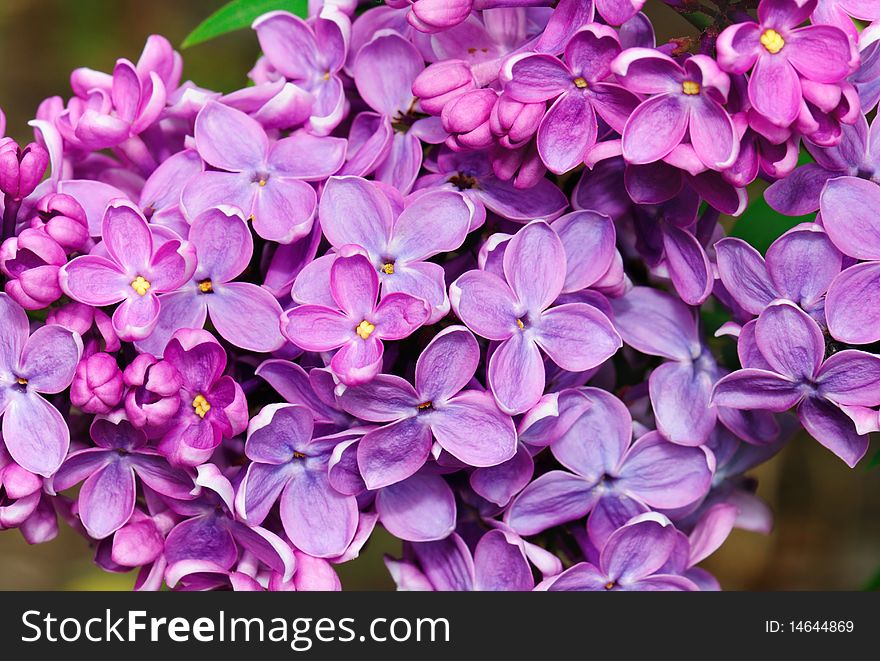 Fragrant lilac blossoms outdoor setting. Closeup. Fragrant lilac blossoms outdoor setting. Closeup.