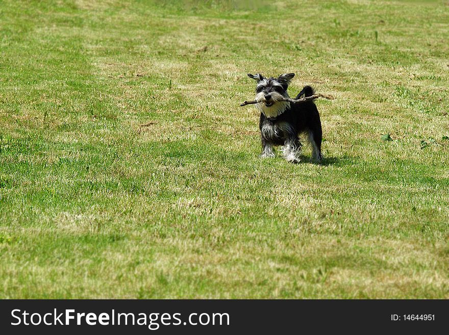 Happy little schnauzer holds branch and pose for a garden photo. Happy little schnauzer holds branch and pose for a garden photo