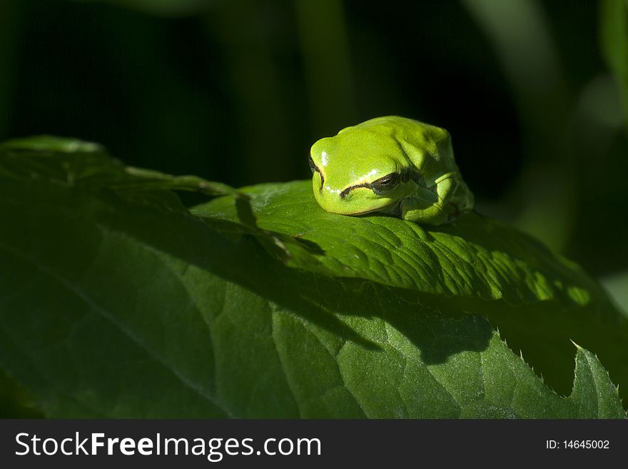 Close-up photo of sleepy tree frog (Hyla arborea)