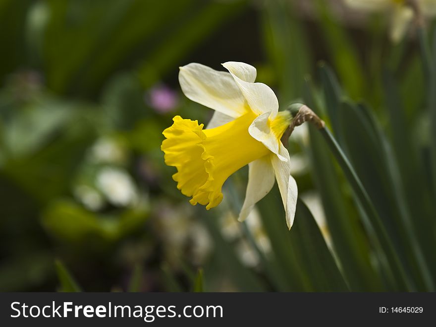 Narcissus on sun in the garden