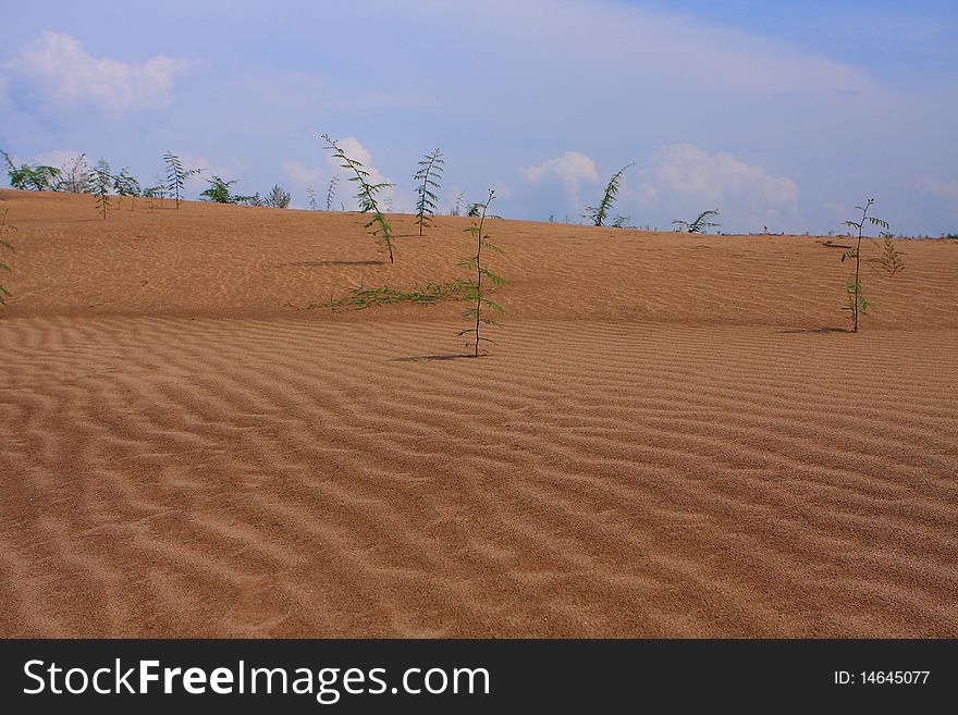 The beautiful sand dune in Vietnam