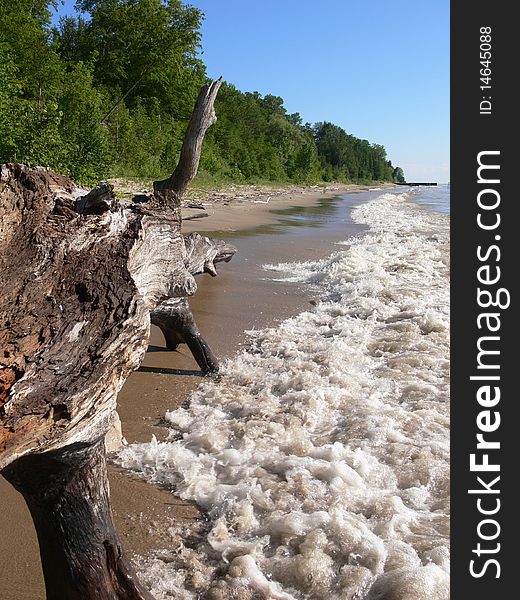 Scenic shot of driftwood log on beach with foamy water. Scenic shot of driftwood log on beach with foamy water