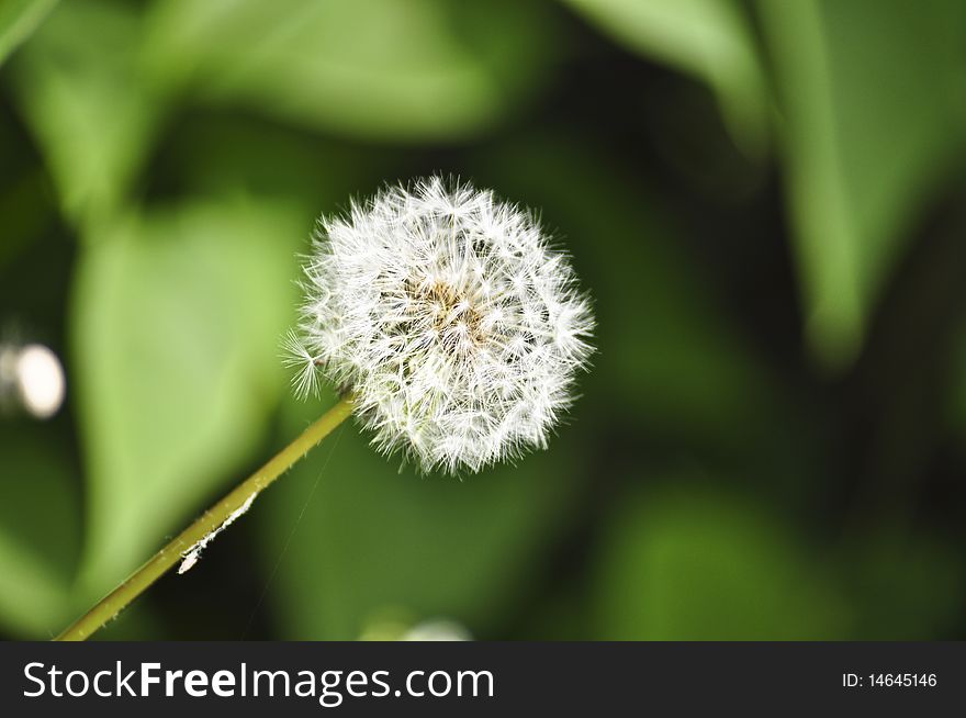 A dandelion in green and yellow background