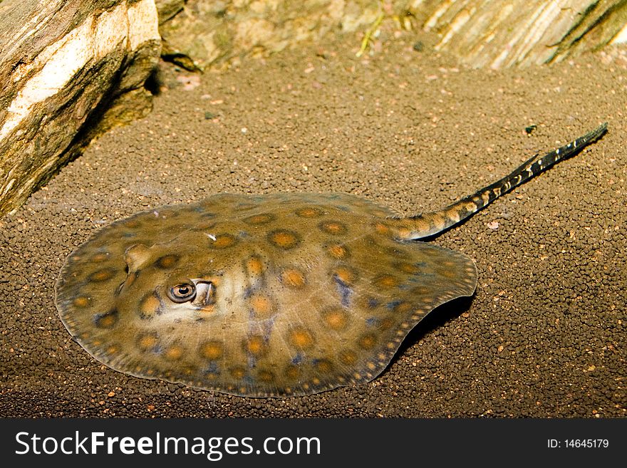 California Spotted Stingray (Urolophus halleri) in Aquarium