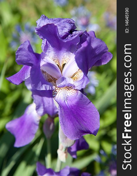 Beautiful violet garden flower iris