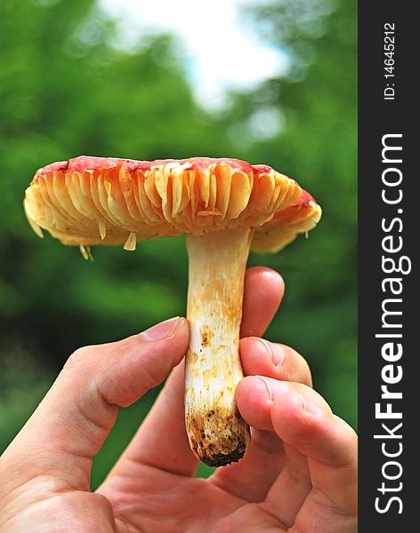 A big mushroom on a men's hand