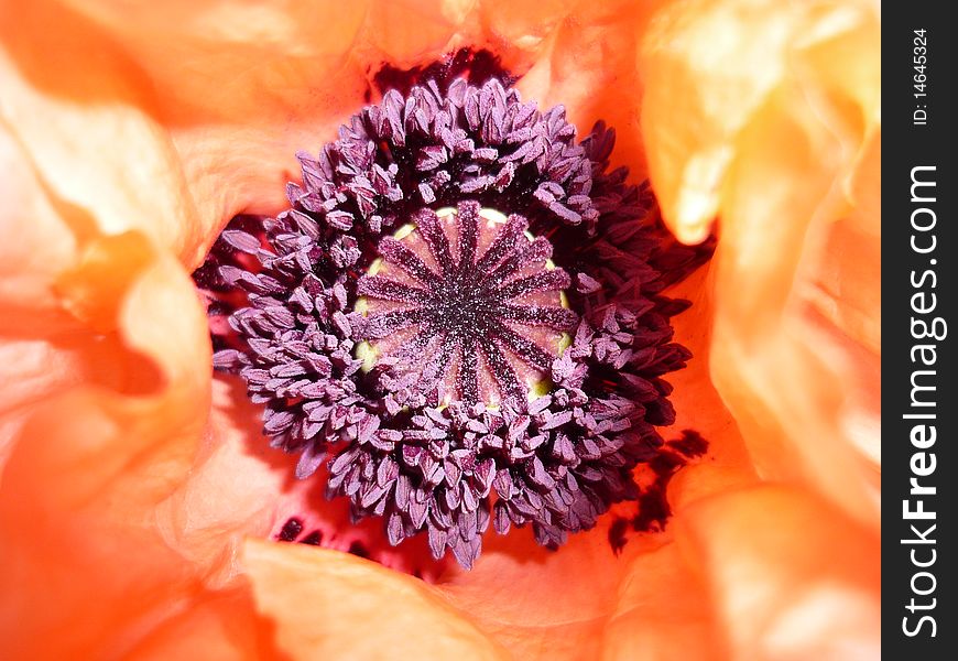 Close-up of a Chinese poppy centre. Close-up of a Chinese poppy centre