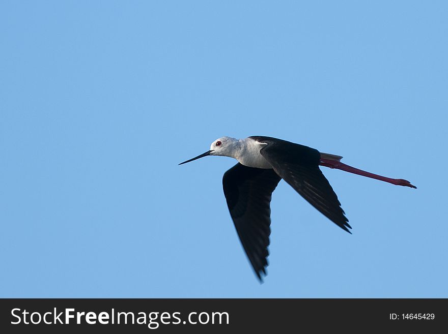 Black Winged Stilt In Flight