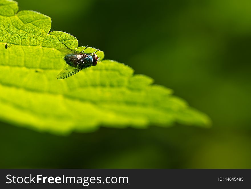 A fly hides upside down under a leaf. A fly hides upside down under a leaf.