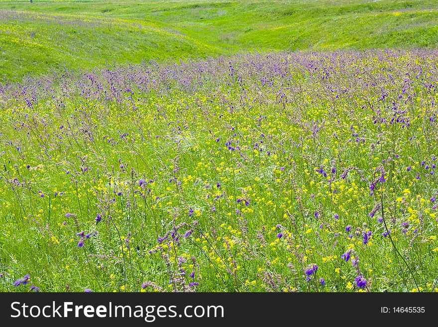 Blooming meadow with hills and grass