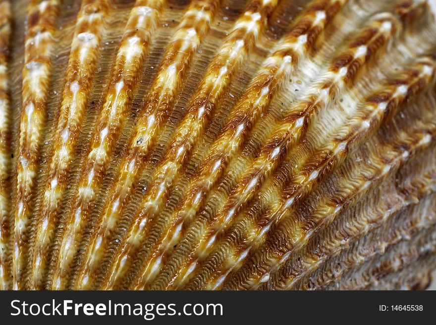 (Acanthocardia tuberculata) - Cockle macto detail