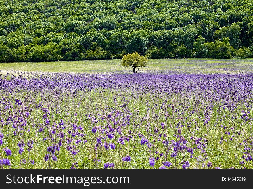 Blooming meadow. Pink flowers. Forest.