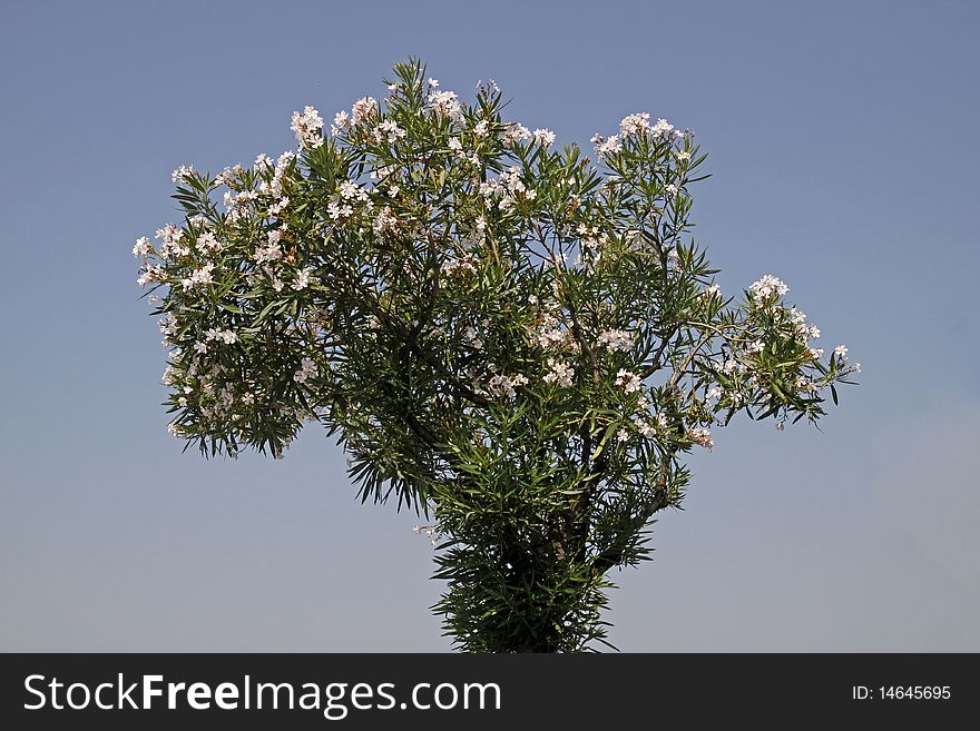 Nerium oleander, Oleander tree with blossoms at Lake Garda, Italy