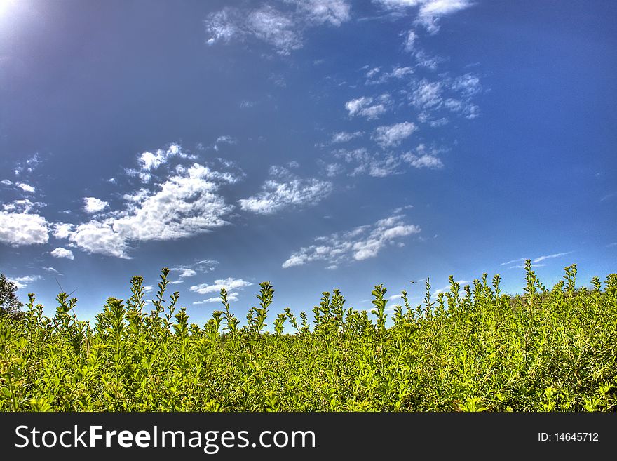 Green juicy grass. Blue sky.