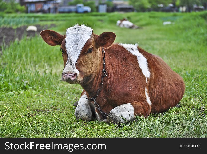 Cow on a fresh green grass. Cow on a fresh green grass