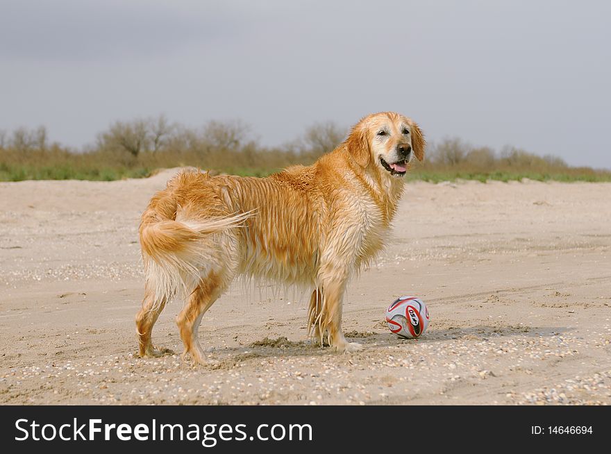 Golden retriever wants to play with ball on the beach