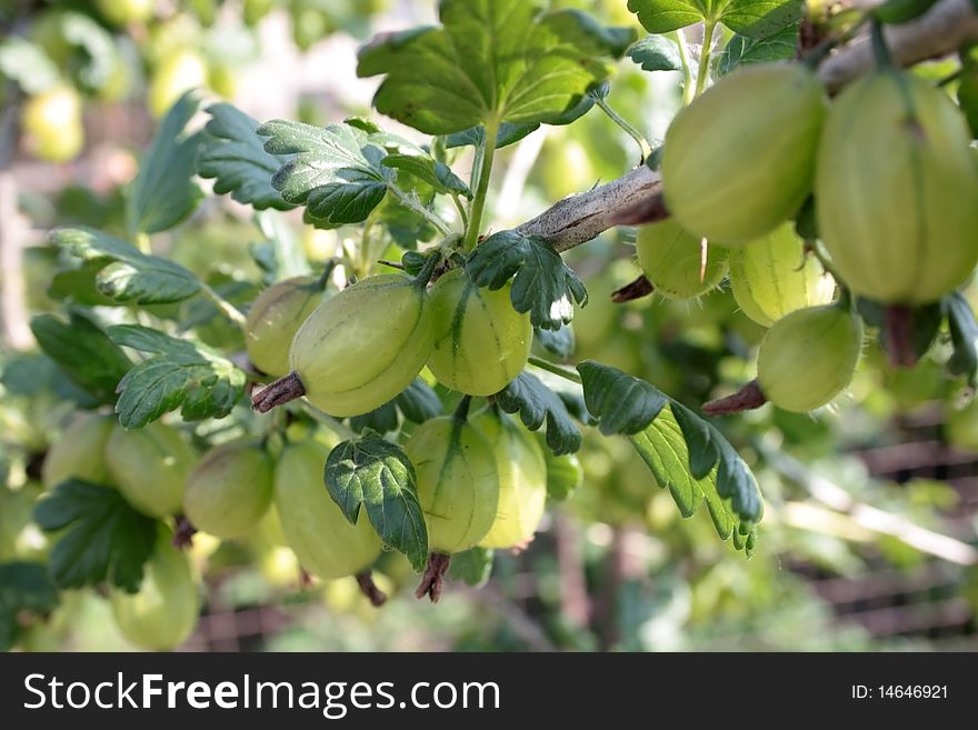 In the orchard full of gooseberries. In the orchard full of gooseberries