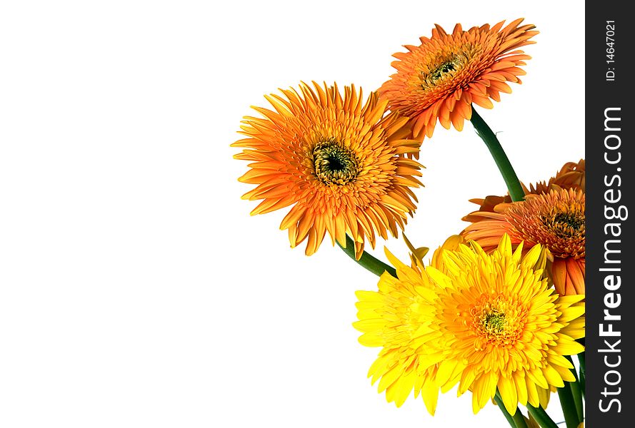 Gerbera flowers on white background