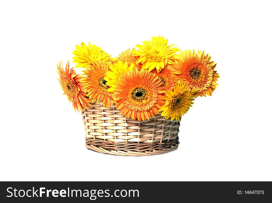 Basket With Gerbera Flowers On White