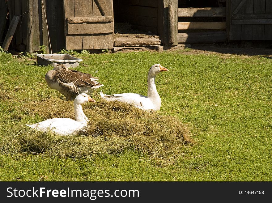 Geese on a grass sit on hay near an old shed in the summer