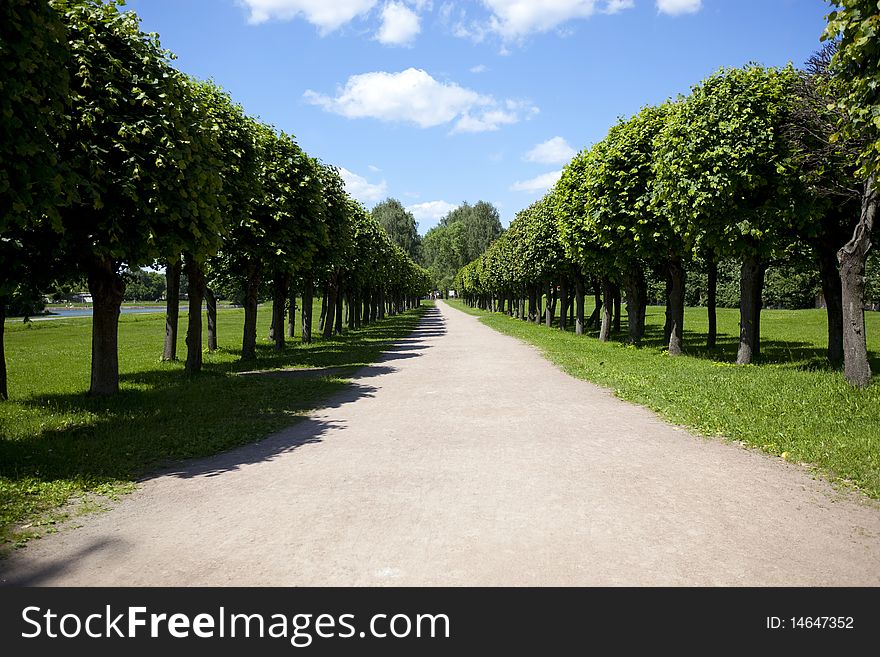 Summer alley background with trees in a row and vibrant cloudy blue sky