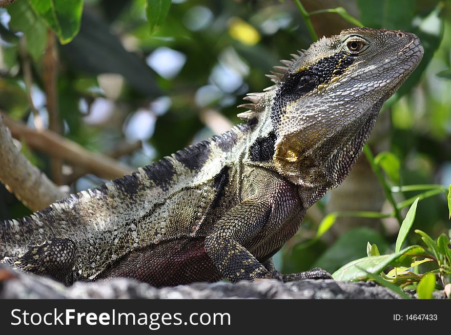 Frilly lizzard spotted sun bathing on a rock next to a sea front walking path in burleigh heads australia