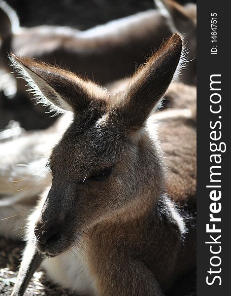 Kangaroo taking a break from all the petting of children at dreamworld