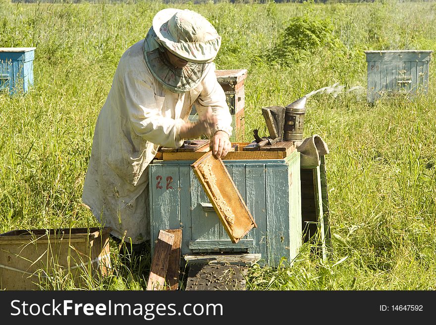 The beekeeper gets frameworks from beehives in the field near wood. The beekeeper gets frameworks from beehives in the field near wood