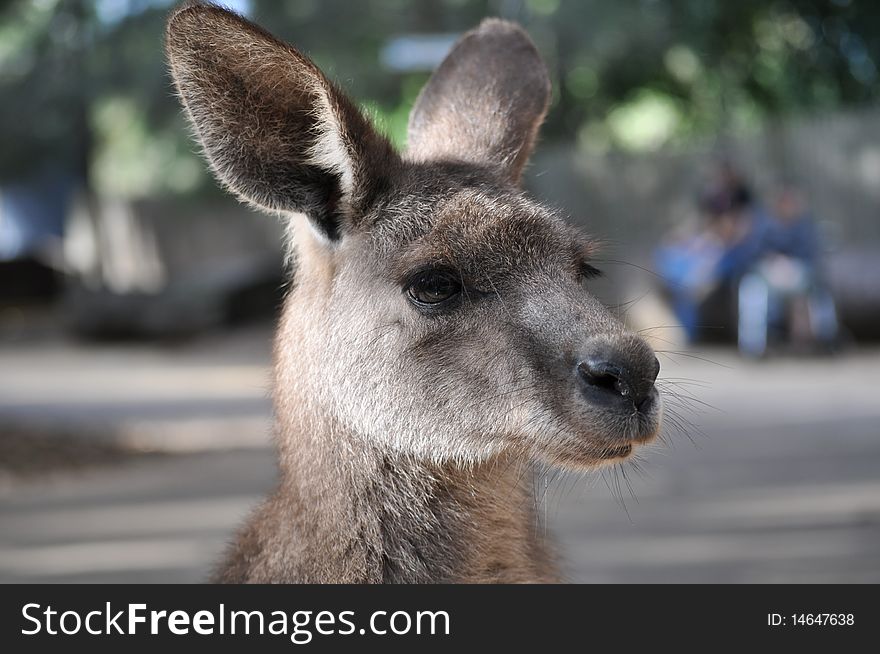 Kangaroo in dreamworld being stroked by visitors