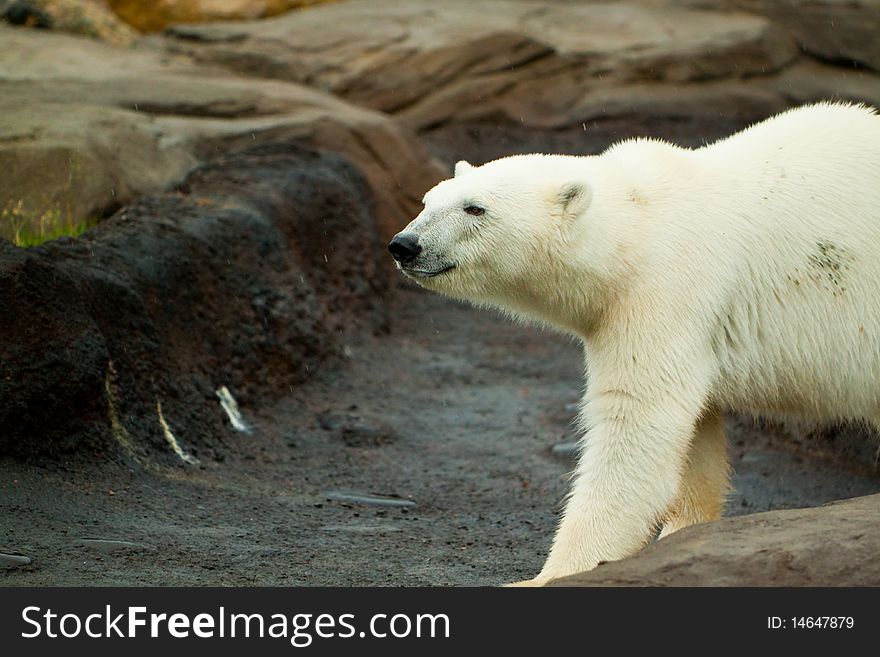 Polar bear walking on rock