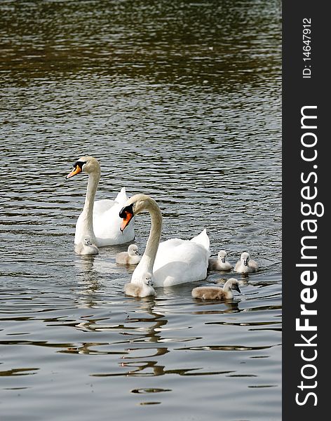 Adults Swans swimming with their family. Adults Swans swimming with their family