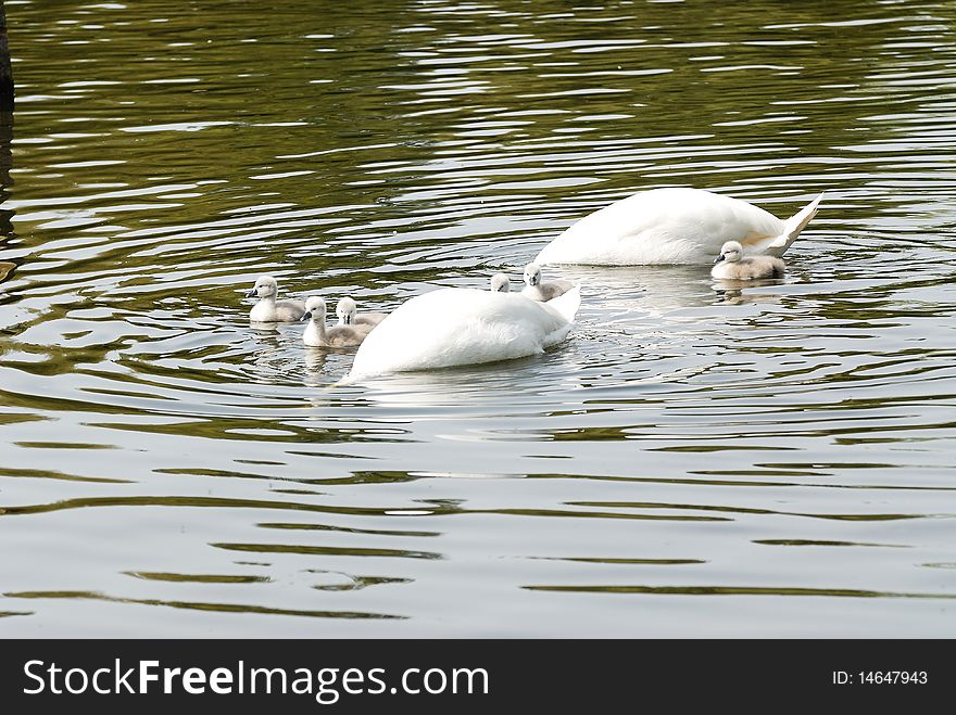 Adults Swans feeding whilst the young look on. Adults Swans feeding whilst the young look on