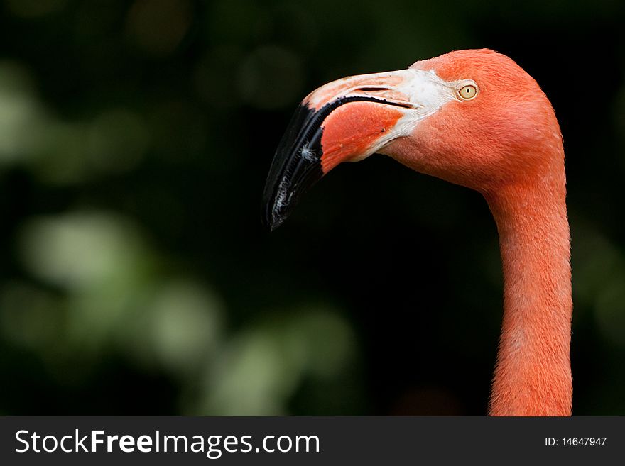 A flamingo close up with good bokeh