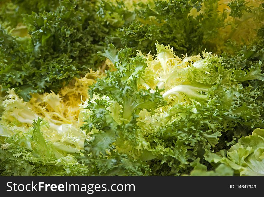 Heads of crispy green lettuce.