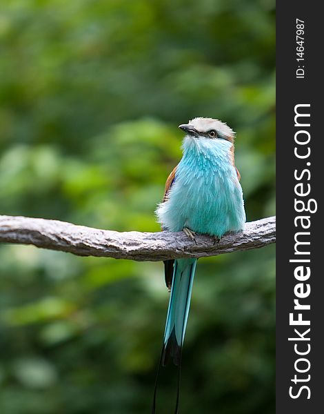 A racquet-tailed roller sitting on a branch