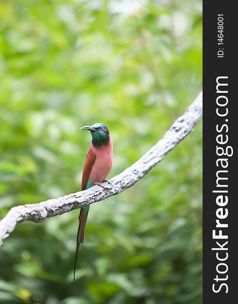 A Northern Carmine Bee-Eater sitting on a tree limb.