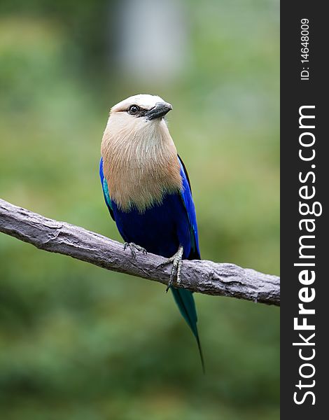 A racquet-tailed roller sitting on a branch