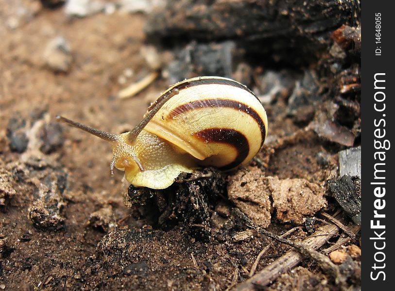 Photo of the small striped snail, close-up