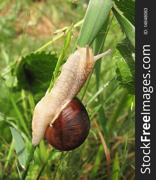 Snail crawling on the stalk of grass