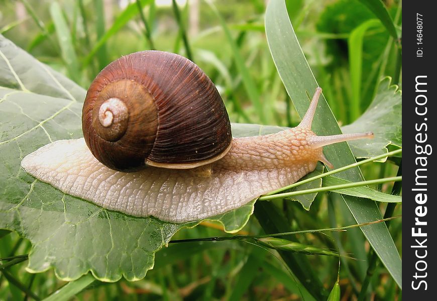 Snail crawling on the green leaf, close-up