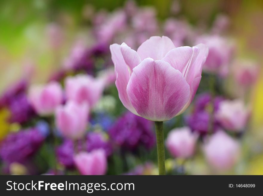 Pink and violet tulips blooming in a garden