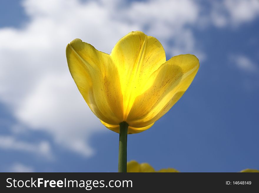 Beautiful yellow tulips on a background of blue sky with clouds in the sunny weather