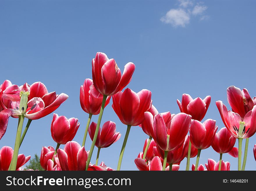 Beautiful red tulips against the blue sky with clouds in the sunny weather