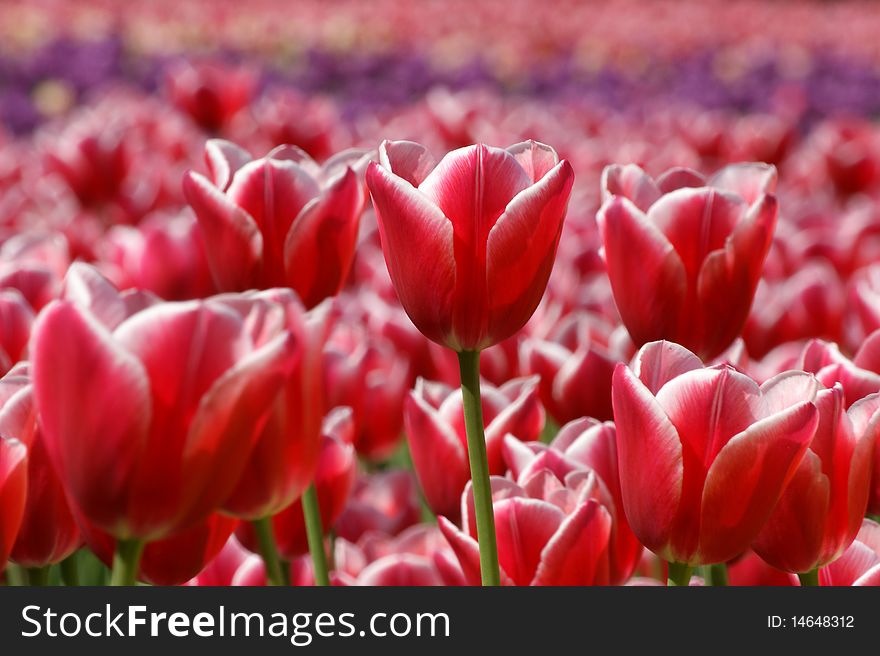 Beautiful red tulips against the blue sky with clouds in the sunny weather