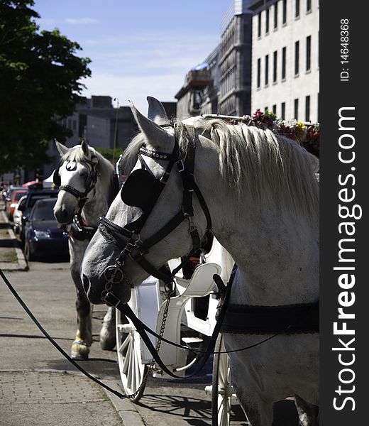 White horses waiting to take tourists for a carriage ride. White horses waiting to take tourists for a carriage ride