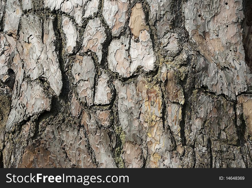 Structure of the pine bark