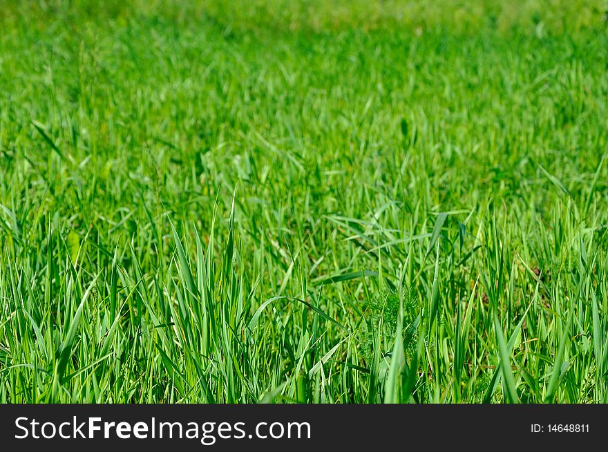 Field of bright green grass