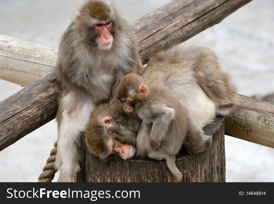 Large image of a brown Japanese macaque (snow monkey)
