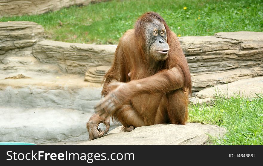 Orangutan