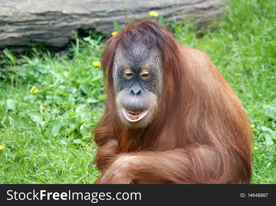 Large image of the big terrible orangutan